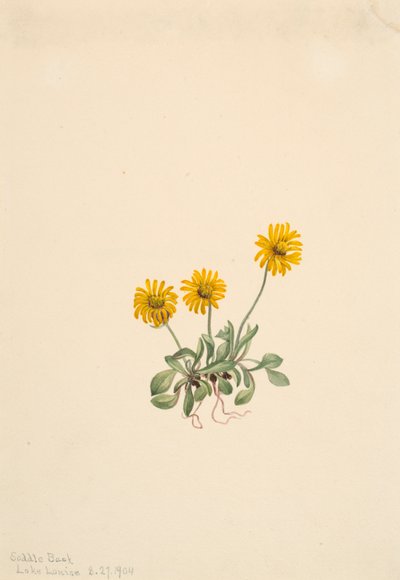 Golden Fleabane Erigeron aureus, 1904. alkotó: Mary Vaux Walcott