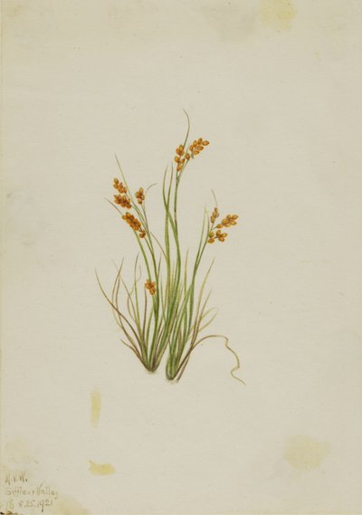 Aranyszegély (Carex aurea) alkotó: Mary Vaux Walcott