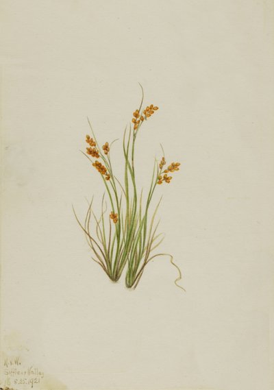 Aranysás Carex aurea, 1921. alkotó: Mary Vaux Walcott