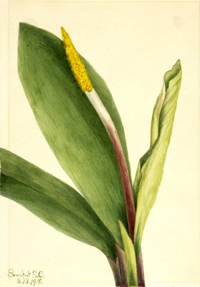 Goldenclub (Orontium aquaticum) alkotó: Mary Vaux Walcott