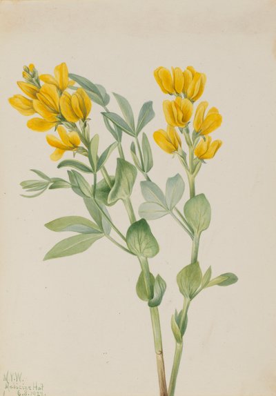Goldenpea Thermopsis rhombifolia, 1923. alkotó: Mary Vaux Walcott