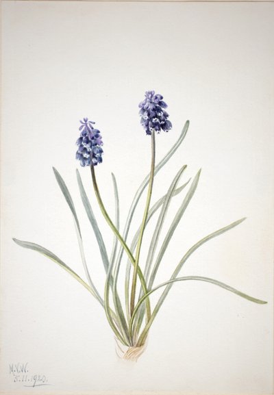Szőlő jácint (Muscari racemosum) alkotó: Mary Vaux Walcott