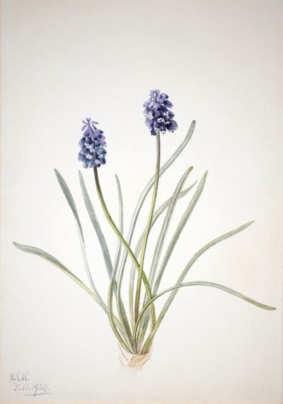 Szőlő Jácint Muscari racemosum, 1920 alkotó: Mary Vaux Walcott