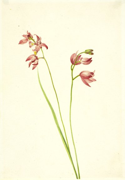 Füves-rózsaszín Orchid Limodorum tuberosum, n.d. alkotó: Mary Vaux Walcott