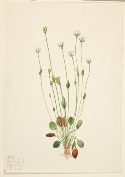 Szürke kankalin (Senecio canus) alkotó: Mary Vaux Walcott