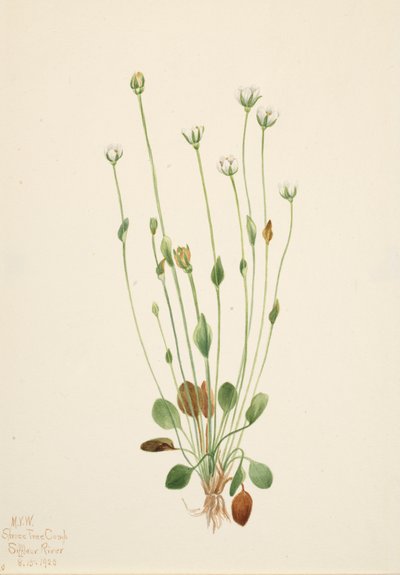 Szürke parlagfű Senecio canus, 1920. alkotó: Mary Vaux Walcott