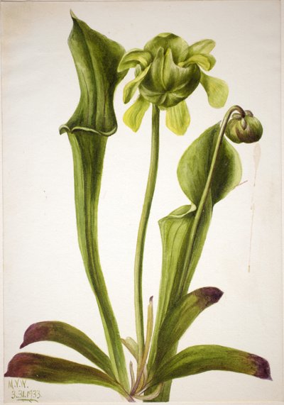 Zöld kancsó növény (Sarracenia orephila) alkotó: Mary Vaux Walcott