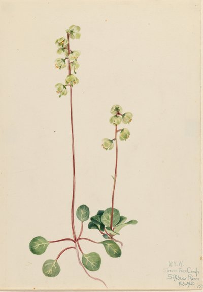 Zöld Pyrola (Pyrola chlorantha) alkotó: Mary Vaux Walcott