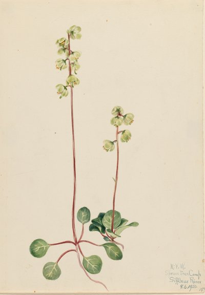 Zöld Pyrola Pyrola chlorantha, 1920. alkotó: Mary Vaux Walcott