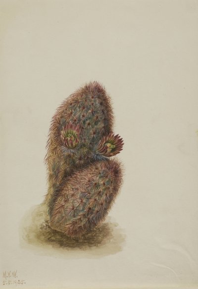 Zöld eper kaktusz (Echinocereus viridiflorus) alkotó: Mary Vaux Walcott