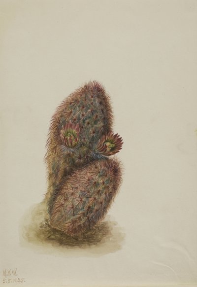 Zöld eper kaktusz Echinocereus viridiflorus, 1925. alkotó: Mary Vaux Walcott