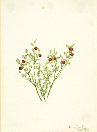 Fajdbogyó (Vaccinium scoparium) alkotó: Mary Vaux Walcott