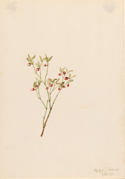Grouse Whortleberry Vaccinium scoparium, 1916. alkotó: Mary Vaux Walcott