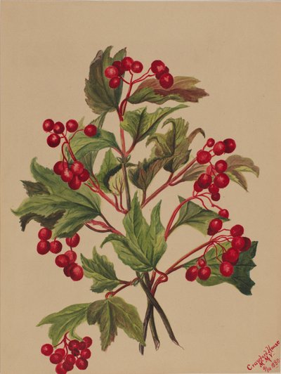 Grouseberry Viburnum americanum, 1880. alkotó: Mary Vaux Walcott