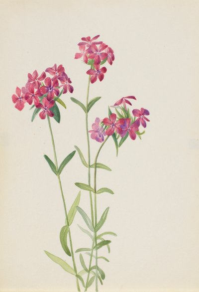 Szőrös Phlox (Phlox amoena) alkotó: Mary Vaux Walcott