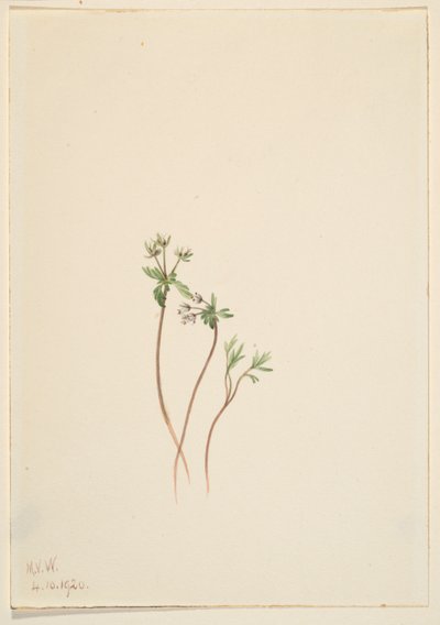 A tavasz hírnöke (Erigenia bulbosa) alkotó: Mary Vaux Walcott