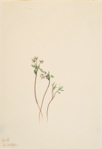 Az Erigenia bulbosa tavaszhírnöke, 1920. alkotó: Mary Vaux Walcott