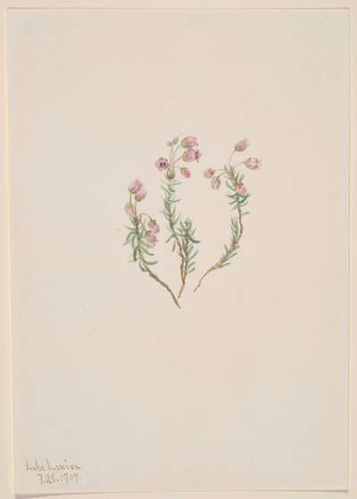 Heather (Phyllodoce intermedia) alkotó: Mary Vaux Walcott