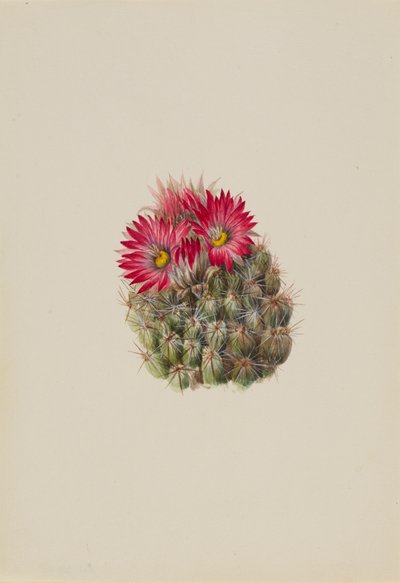 Sün kaktusz Coryphantha arizonica, 1933. alkotó: Mary Vaux Walcott