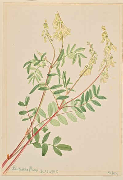 Hedysarum Hedysarum sulphurescens, 1917 alkotó: Mary Vaux Walcott