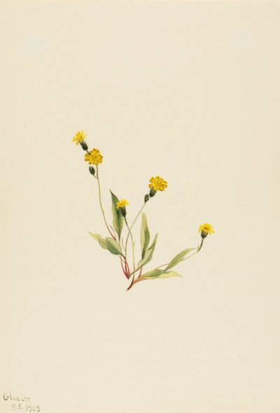 Heieracium gracile alkotó: Mary Vaux Walcott