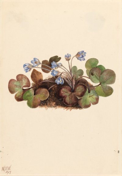 Hepatica (Hepatica americana) alkotó: Mary Vaux Walcott