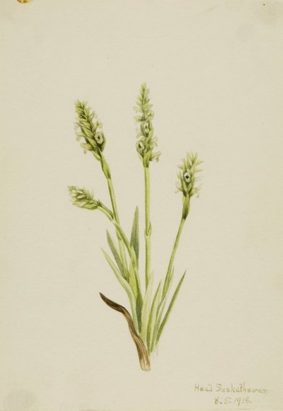 Csuklyás Női Csipke (Ibidium strictum) alkotó: Mary Vaux Walcott