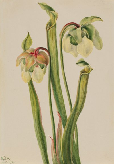 Sarracenia minor hibrid kancsónövény, 1930. alkotó: Mary Vaux Walcott