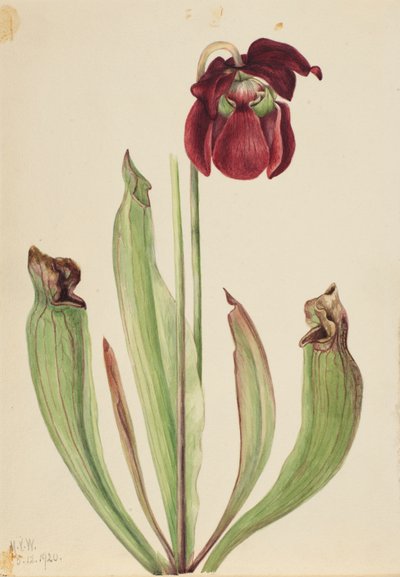 Sarracenia rubra xs purpurea venosa hibrid kancsónövény, 1920. alkotó: Mary Vaux Walcott