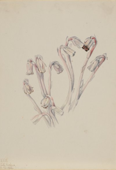Indiai pipa Monotropa uniflora, 1926. alkotó: Mary Vaux Walcott