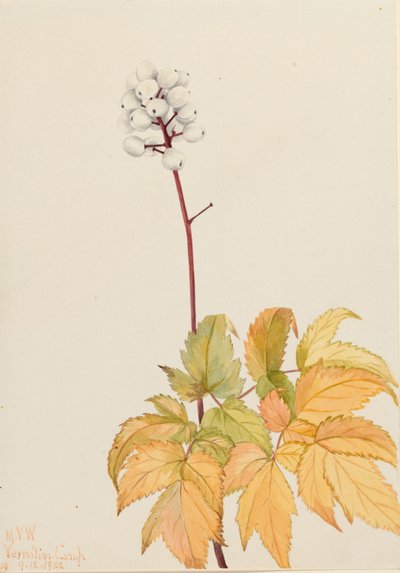 Elefántcsont Baneberry (Actaea arguta) alkotó: Mary Vaux Walcott