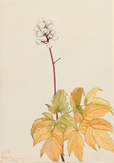 Ivory Baneberry, 1922 alkotó: Mary Vaux Walcott