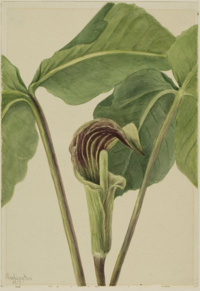 Arisaema triphyllum, 1917. alkotó: Mary Vaux Walcott