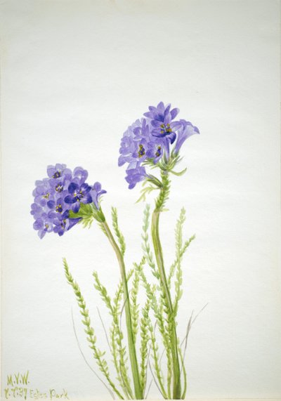 Jákob létrája (Polemonium viscosum) alkotó: Mary Vaux Walcott
