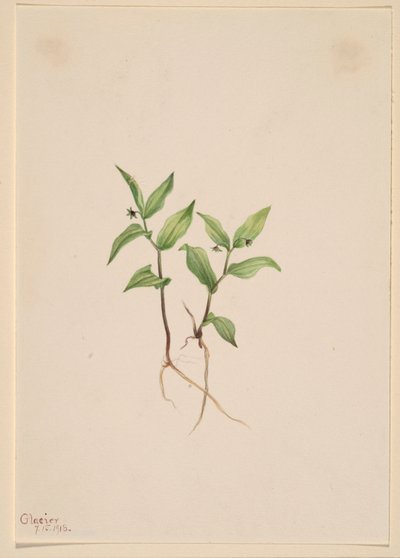 Kruhsea (Kruhsea streptopoides) alkotó: Mary Vaux Walcott