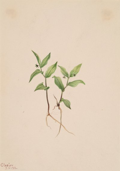 Kruhsea Kruhsea streptopoides, 1913. alkotó: Mary Vaux Walcott