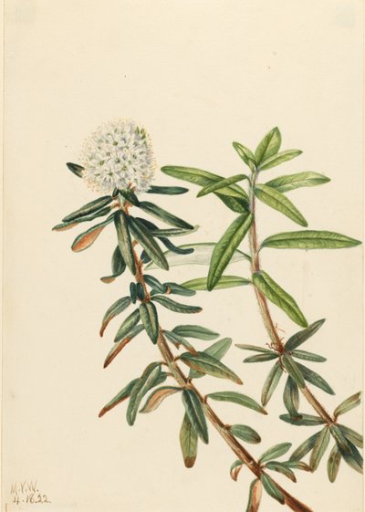 Labrador tea (Ledum groenlandicum) alkotó: Mary Vaux Walcott