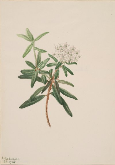 Labrador tea (Ledum groenlandicum) alkotó: Mary Vaux Walcott