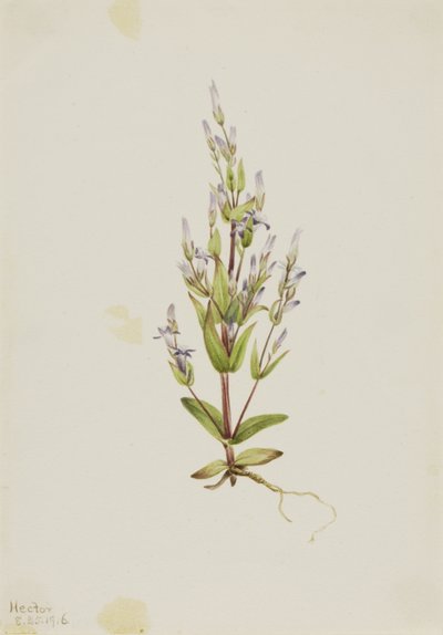 Létra Gentian (Gentiana acuta) alkotó: Mary Vaux Walcott