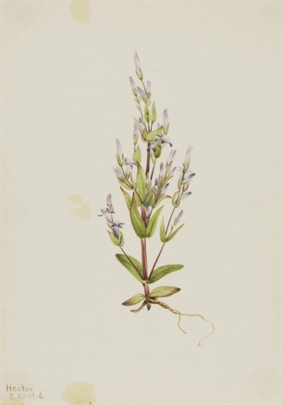 Gentian Gentiana acuta létra, 1916. alkotó: Mary Vaux Walcott