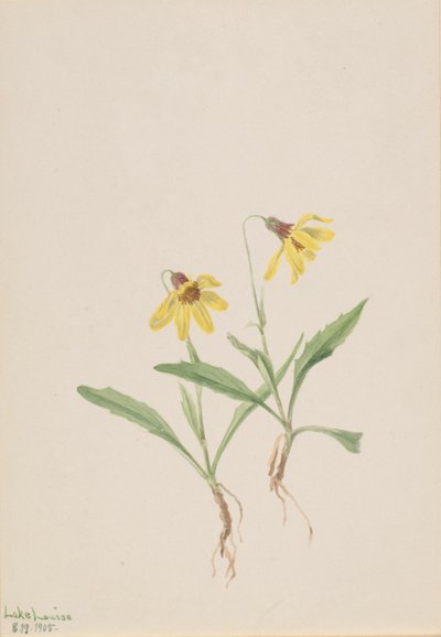 Lake Louise árnika (Arnica louisiana) alkotó: Mary Vaux Walcott