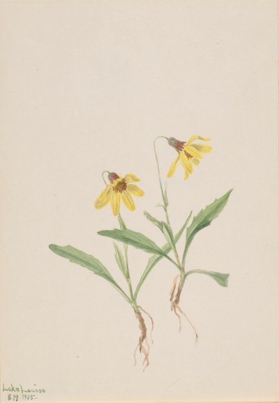 Lake Louise Arnica Arnica louisiana, 1905. alkotó: Mary Vaux Walcott
