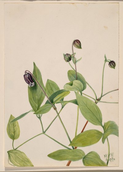 Bőrvirág (Clematis viorna) alkotó: Mary Vaux Walcott