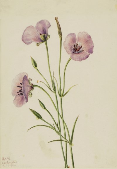 Lila Mariposa (Calochortus splendens) alkotó: Mary Vaux Walcott