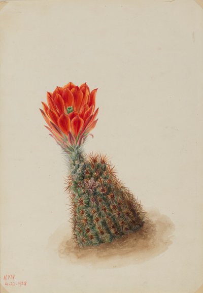 Lloyd eperkaktusz (Echinocereus lloydii) alkotó: Mary Vaux Walcott
