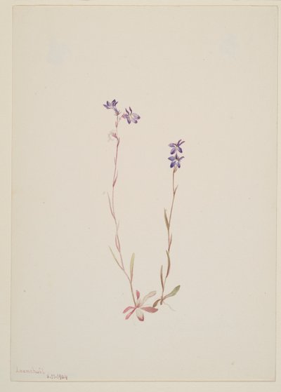 Lobelia Kalmii alkotó: Mary Vaux Walcott