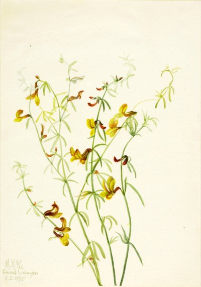 Lotus puberulus alkotó: Mary Vaux Walcott