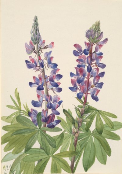 Lupinus fornosus csillagfürt, 1935. alkotó: Mary Vaux Walcott
