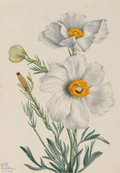 Matilija Poppy Romney coulteri, 1931. alkotó: Mary Vaux Walcott
