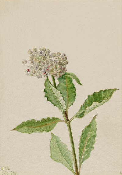 Tejútfű Aszklépiás, 1924. alkotó: Mary Vaux Walcott
